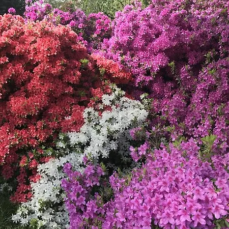 住宿加早餐酒店 La Ciliegia Bianca 贝尔吉拉泰