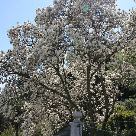 La Ciliegia Bianca 贝尔吉拉泰