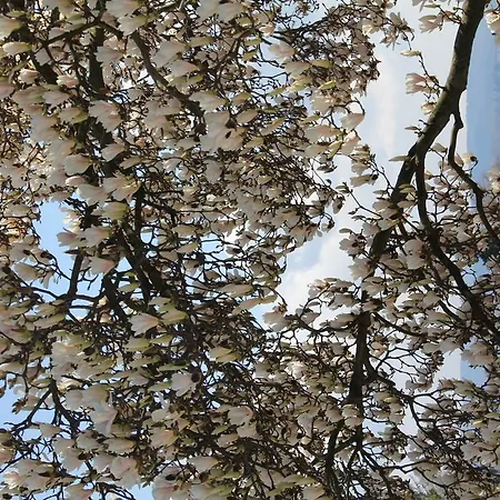 住宿加早餐酒店 La Ciliegia Bianca *